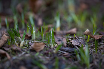 First spring crocuses