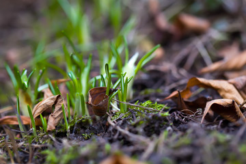 First spring crocuses