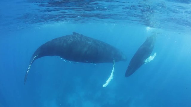 Humpback Whales in Atlantic Ocean