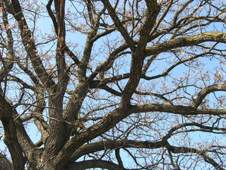 dark tree silhouette in a blue sky