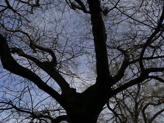 Fototapeta na wymiar dark tree silhouette in a blue sky