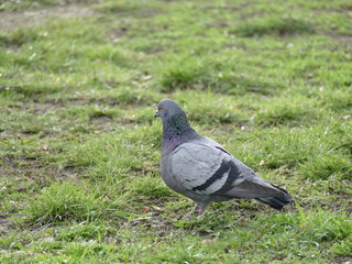grey pigeon on a green grass
