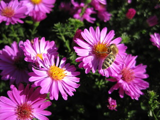 Beautiful pink bushy aster flower in a natural garden environment - sunny bright scene - one busy bee