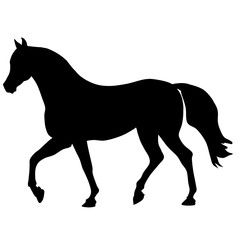 black horse silhouette. Vector animal illustration 