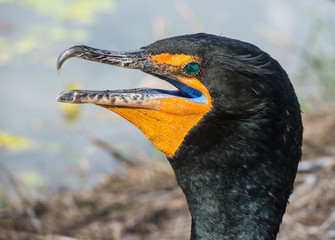 Birds at Evergaldes National park in florida
