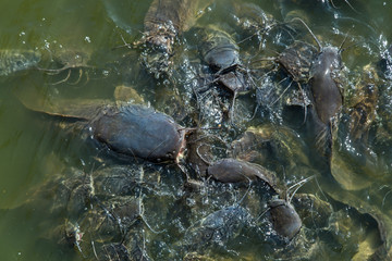 A lot of fish in the water. Fshing. Big fish. Catfish. Plenty of freshwater fishes swimming under water