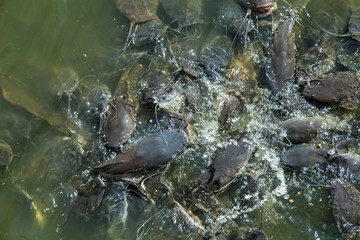A lot of fish in the water. Fshing. Big fish. Catfish. Plenty of freshwater fishes swimming under water