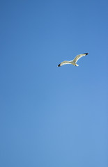 Seagull