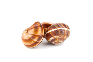 Snail shells on white background