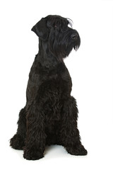 Riesenschnauzer