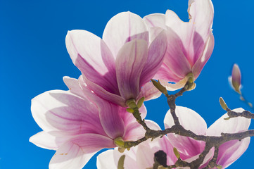 Magnolienblüten vor stahlblauem Himmel