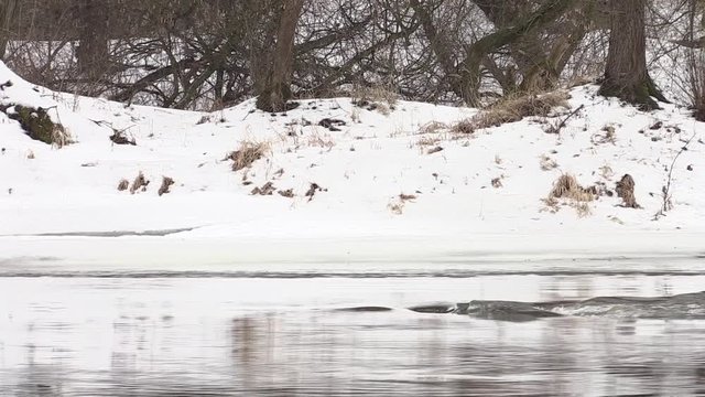 river flows in early spring, snow shore