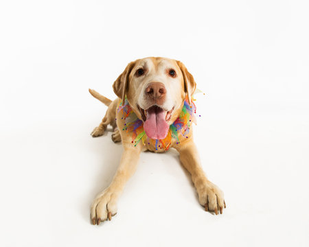 One Yellow Labrador Laying Down Tongue Out Isolated On White