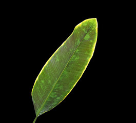 Fototapeta premium Banana Leaf