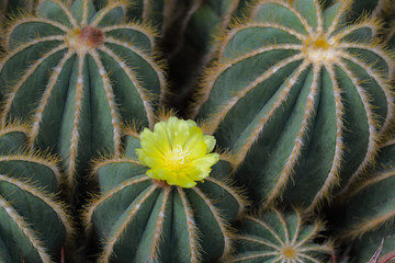 Obraz premium Ball Cactus Flower