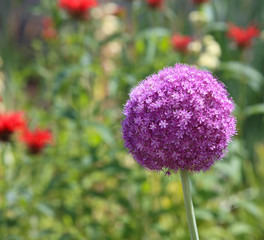 Obraz premium Allium Giganteum Flower