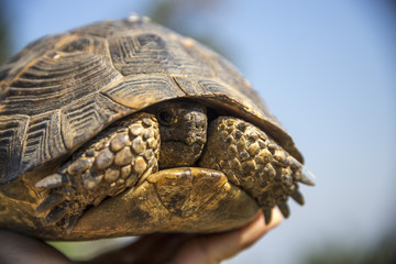 mountain turtles