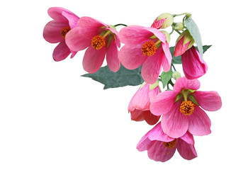 Pink Abutilon hybridum Flower