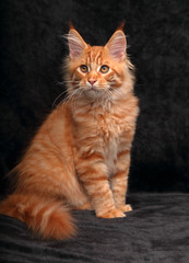 Fototapeta na wymiar Adorable cute red solid maine coon kitten sitting with beautiful brushes on the ears on black background and looking