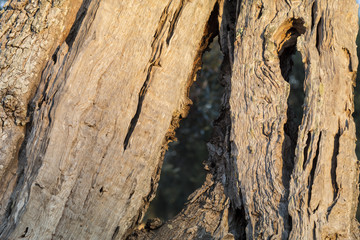 Tronco di ulivo secolare in Salento - Italia