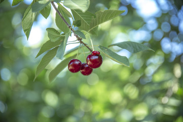 cherries