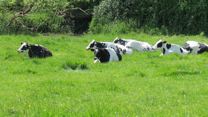 Fototapeta premium cow