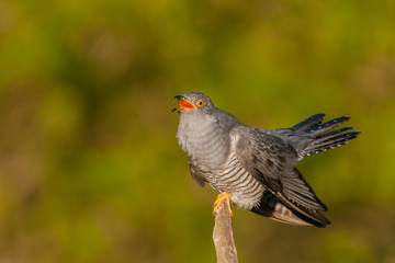 Sitting on a branch of a spring day / Common Cuckoo