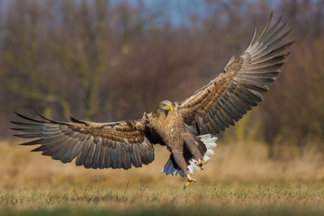 Beautiful sunny day in the meadow / White-tailed Eagle