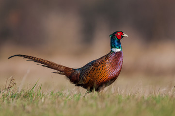Beautiful sunny day in the meadow / Common Pheasant