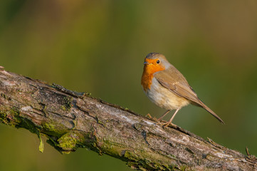 Fototapeta premium Sitting on a branch of a spring day / European Robin