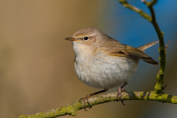 Sitting on a branch of a spring day / Common Chiffchaff