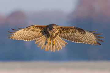 Flies over the meadow and patrols / Common Buzzard