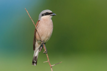 Sitting on a branch of a spring day / Red-backed Shrike
