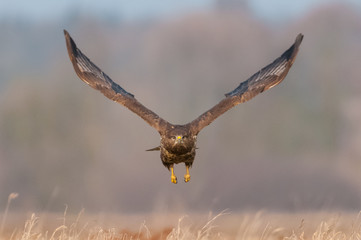 Flying over a meadow on a sunny day / common buzzard