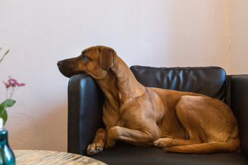 ein Hund macht es sich im Café gemütlich