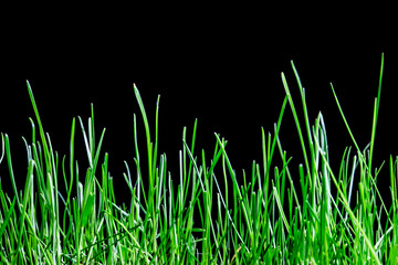 Grass isolated on black background