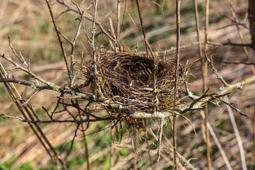 Bird's-nest
