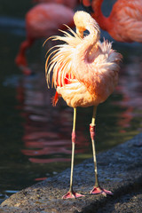 Fototapeta na wymiar Pink Flamingo