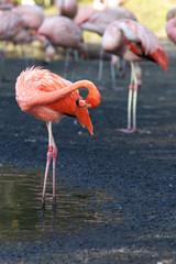 Pink Flamingo