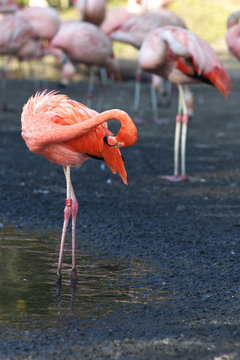 Fototapeta Pink Flamingo