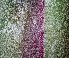 Tillandsia plant trichomes macro