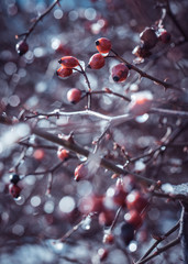 Red briar berries on the tree winter