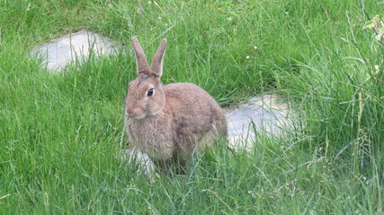 rabbit