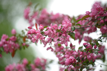 pink flower in blue background