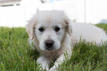 White Golden Retriever puppy lying down in the grass