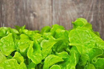 Fresh green lettuce