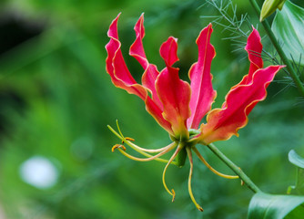 Isolated blooming Gloriosa Lily