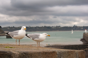 Two seagulls stand on an old wall front of the sea on a dark sky at Saint-Malo in Brittany France