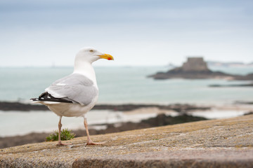 Fototapeta na wymiar Seagull stands on an old wall front of the sea on a blue sky at Saint-Malo in Brittany France