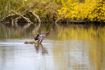 Female duck with ducklings on the lake
